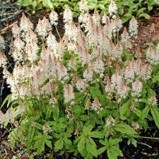 Tiarella 2024 spring symphony