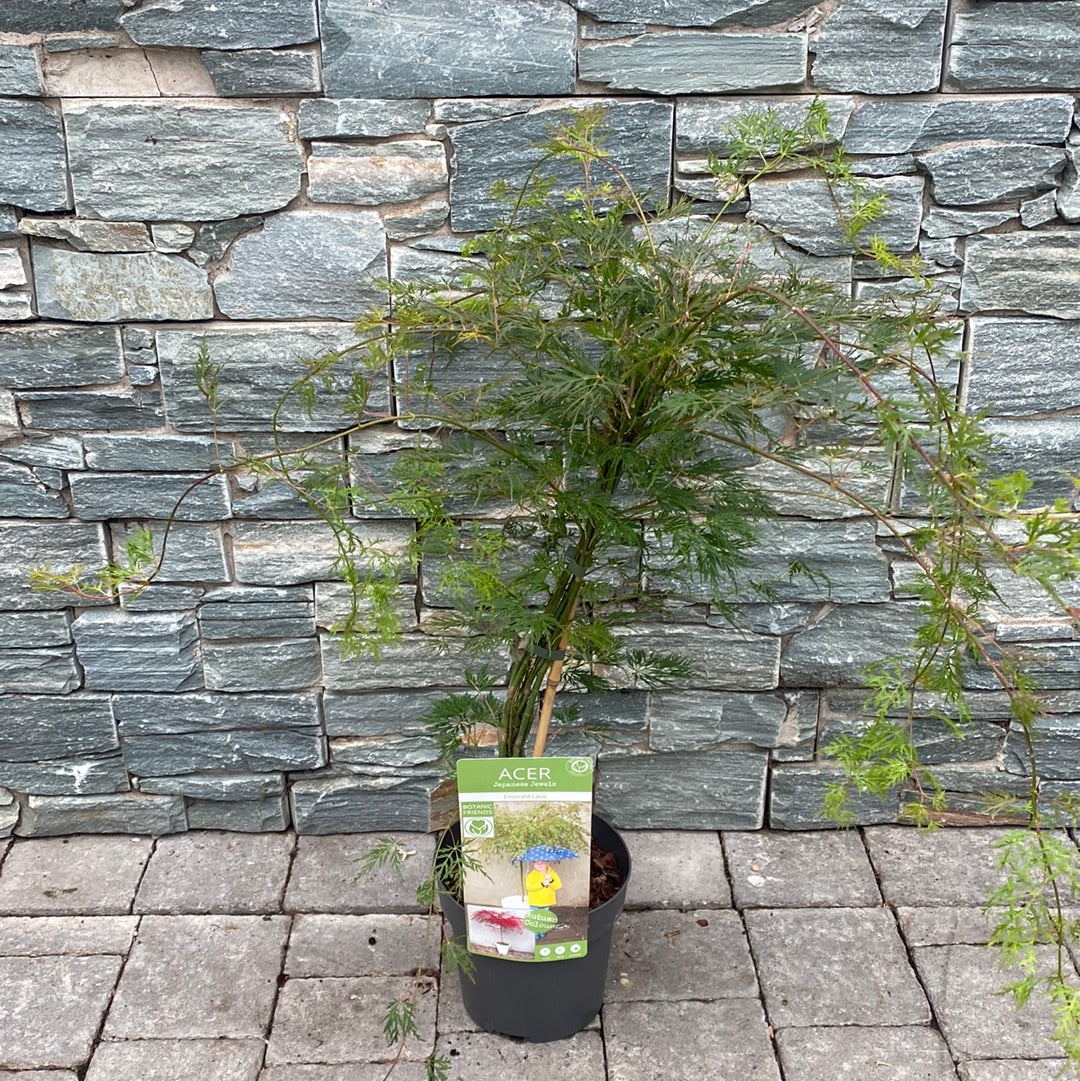 Emerald Lace Japanese Maple