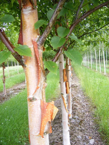 Real betula sale