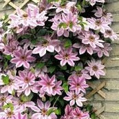 Clematis nelly store moser