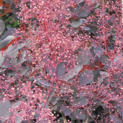 Cotinus cog. Lilla – Windyridge Garden Centre