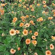 Tangerine Blooms