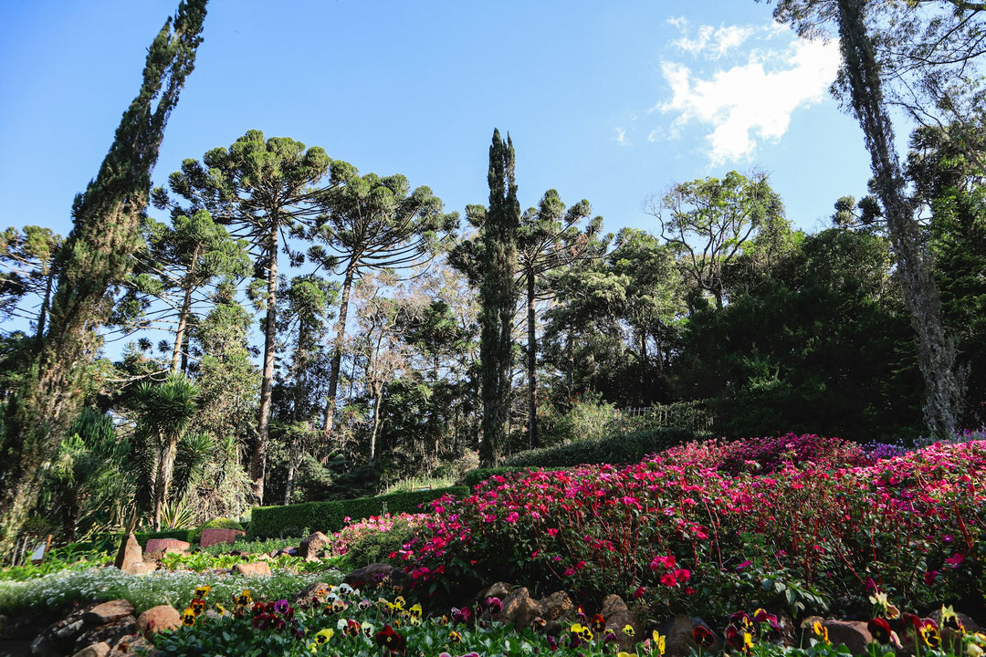 Water-less Garden: Resilient PLants For Dry Weather