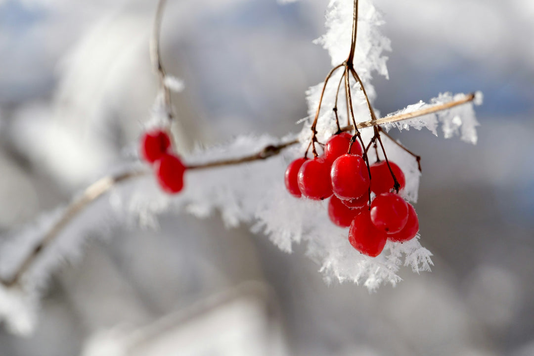 Autumn and Winter Berries: Supporting Wildlife and Adding Beauty to Your Garden