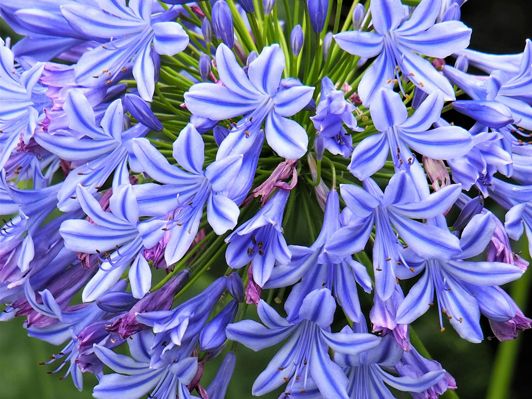 Agapanthus: African Beauties For Irish Gardens