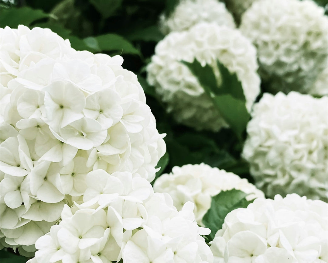 Viburnum opulus roseum flowers cropped, photo by Eugene Golovesov