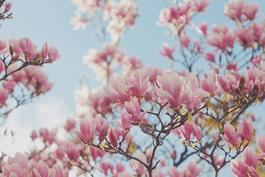 magnolia flowers by Han Mengqi