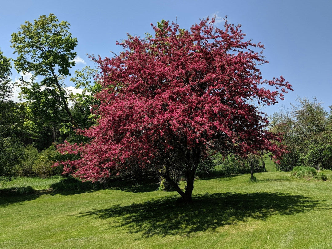 dark pink flowering tree