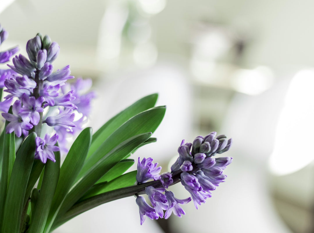 Fragrant Flowering Bulbs For The Garden and The Home