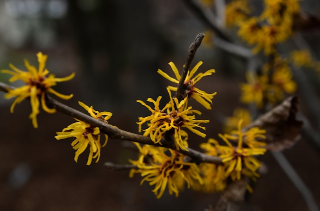 Yellow flowers of Hamamelis, photo by Laura Ockel