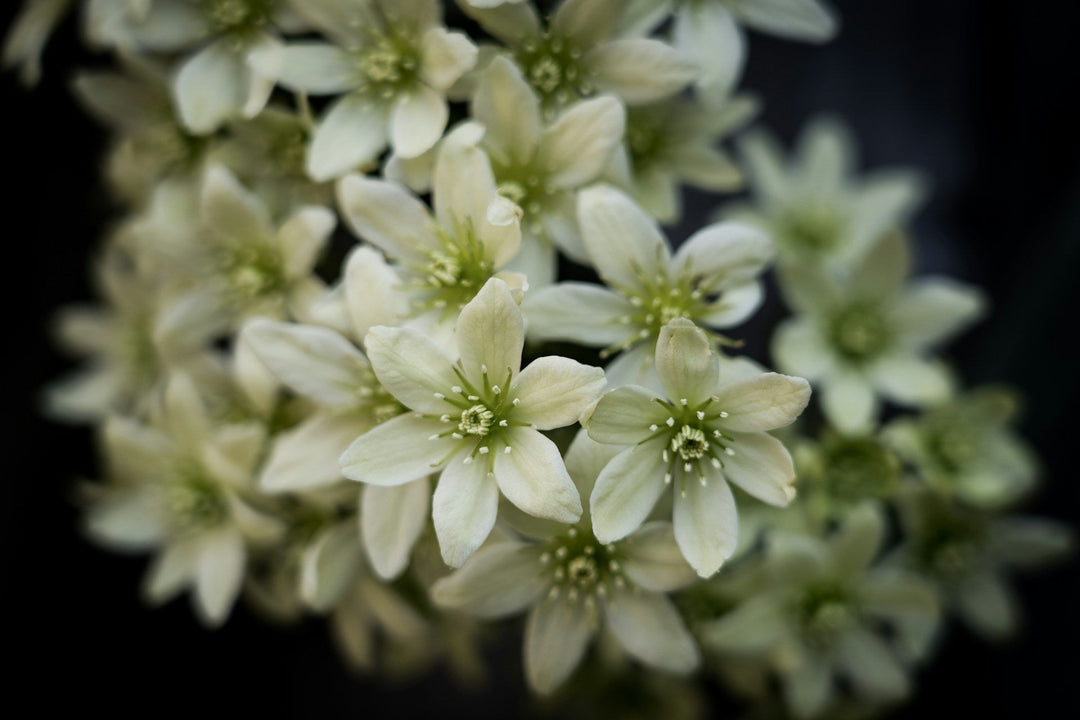 White clematis. Photo by Nick Fewings on Unsplash