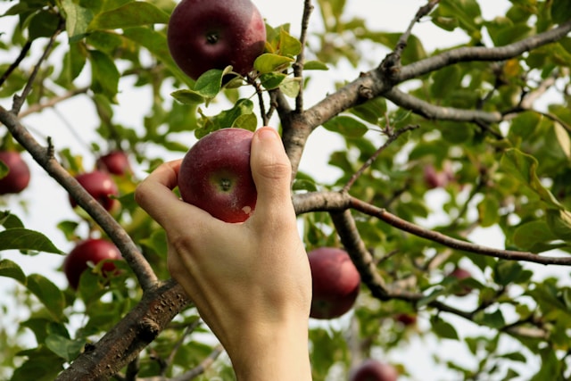 How to Care for Your Fruit Trees in Winter: A Seasonal Guide