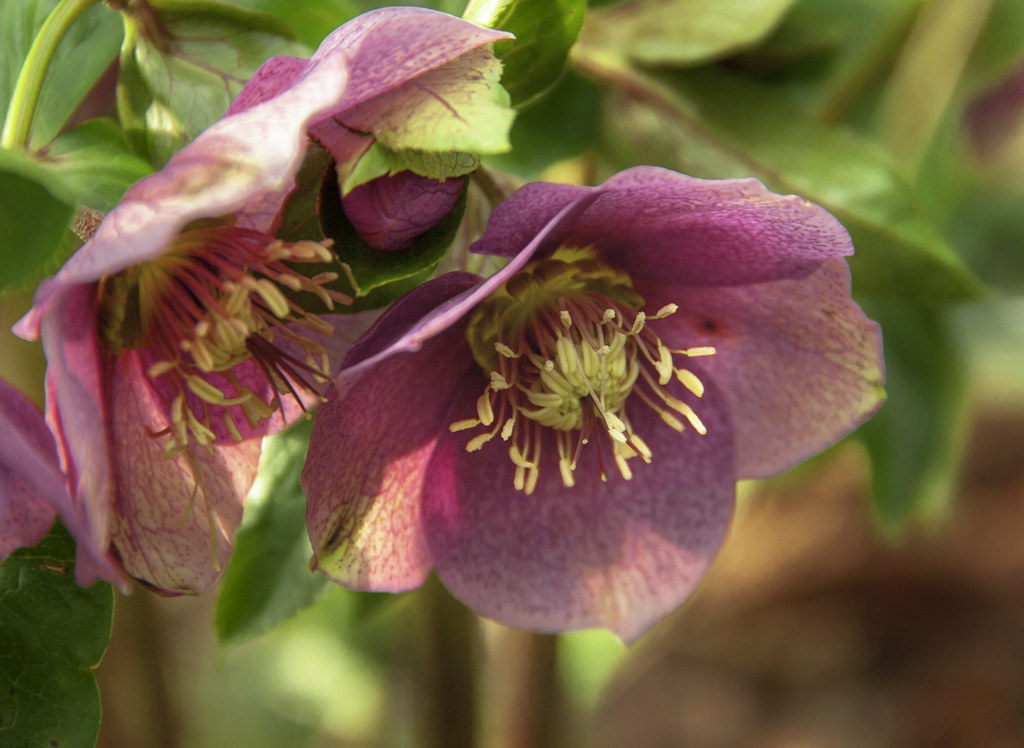 Hellebores