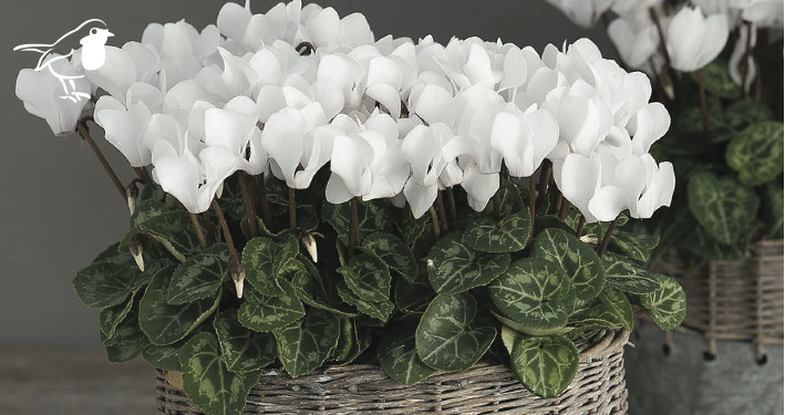 Autumn and Winter Planters