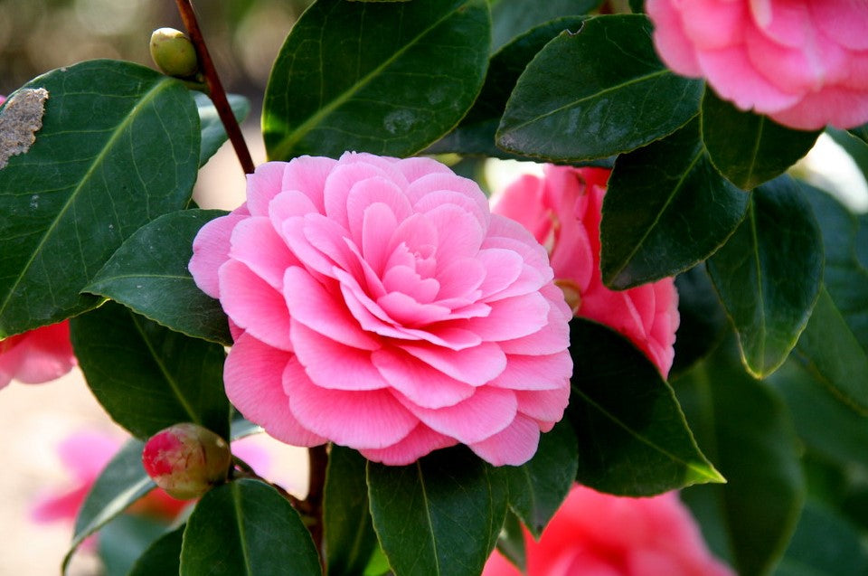 Camellias