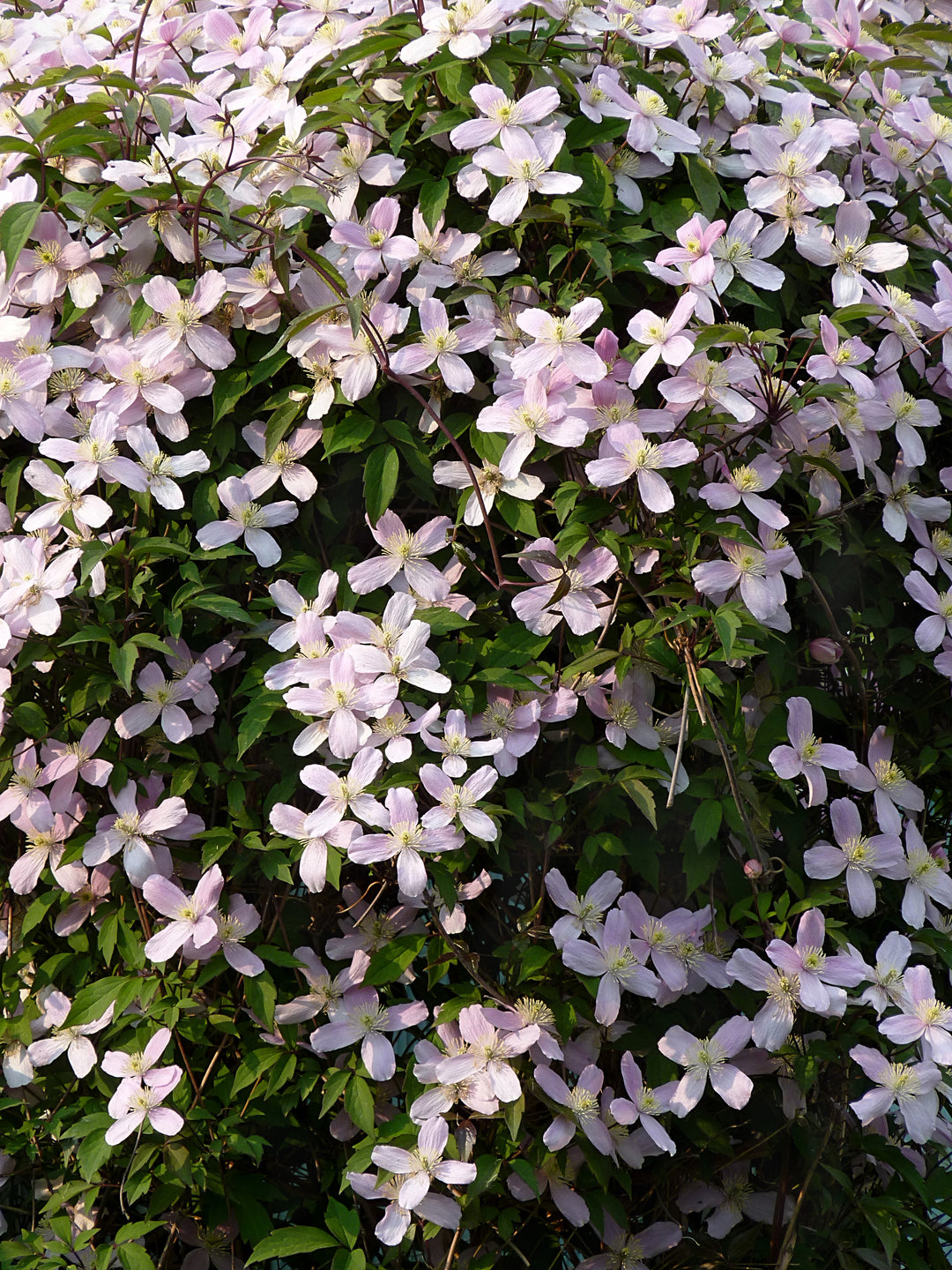 Clematis Climber