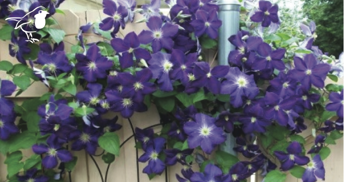 Clematis