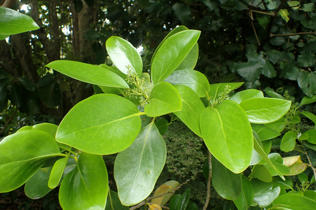 Griselinia Hedging