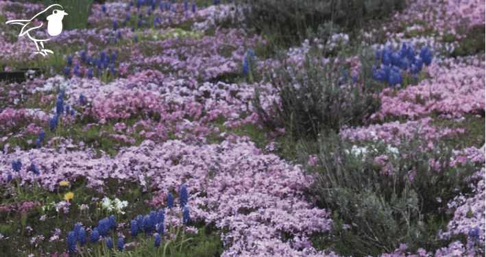 Ground Cover