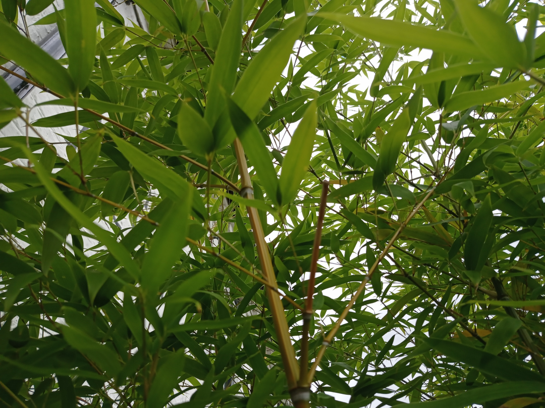 Bamboo