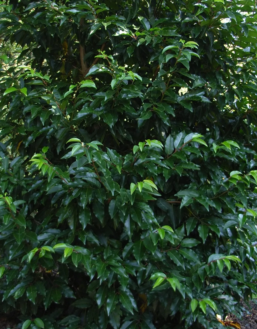 Portuguese Laurel