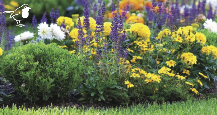 Windy Herbaceous