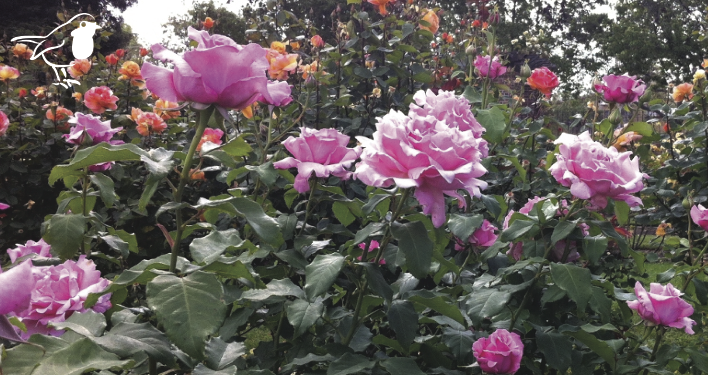 Hybrid Teas