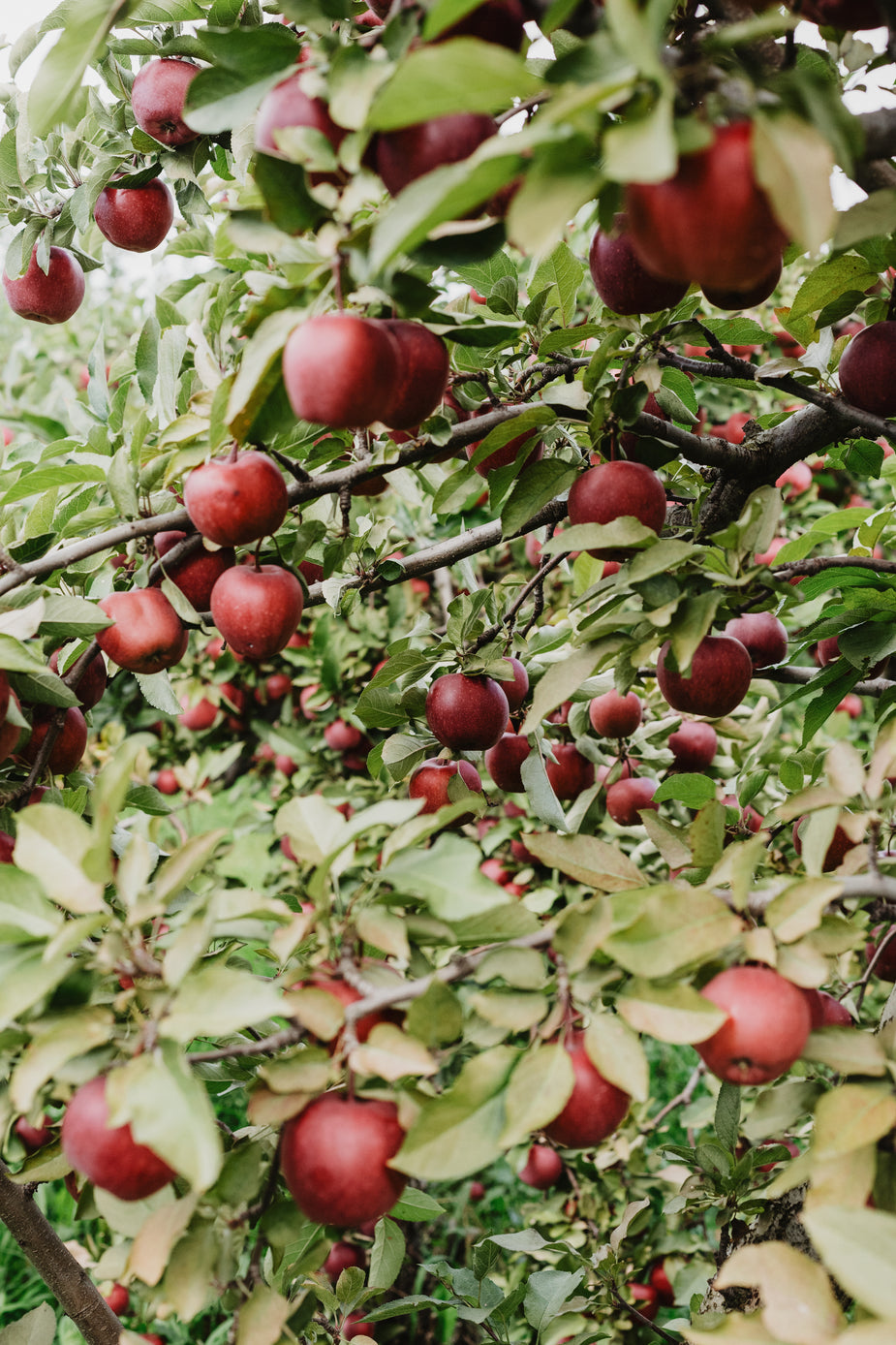 Fruit Trees