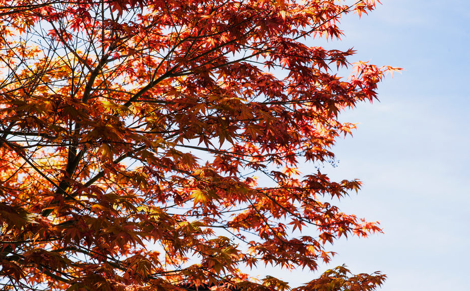 Japanes Maples/Acer