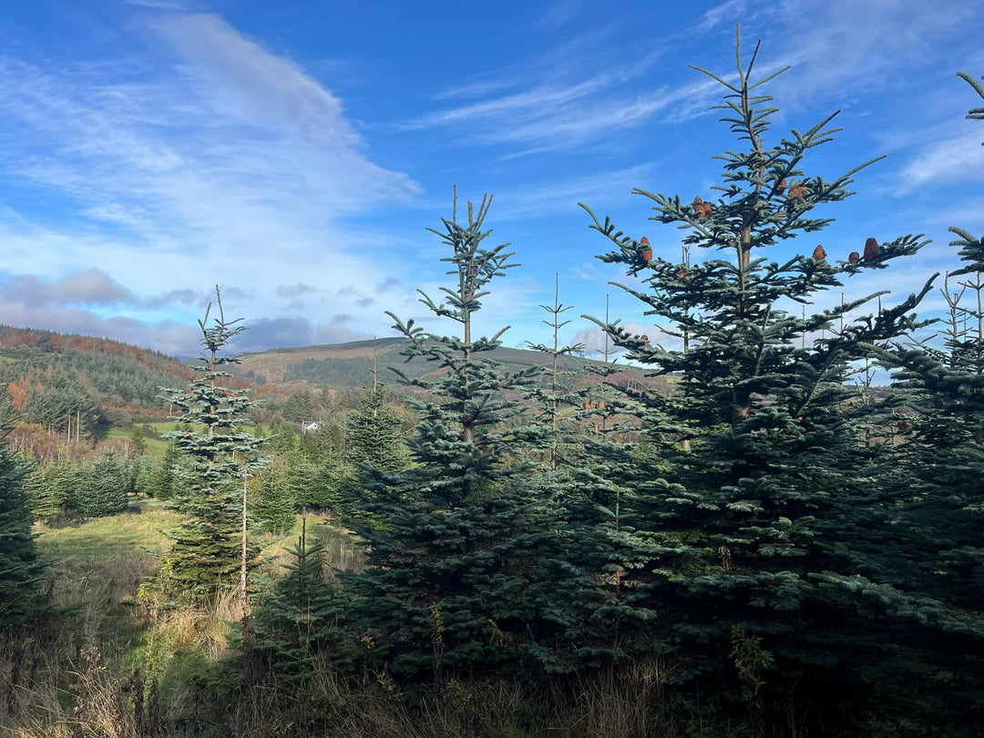 Noblis / Noble Fir Wicklow Christmas Tree