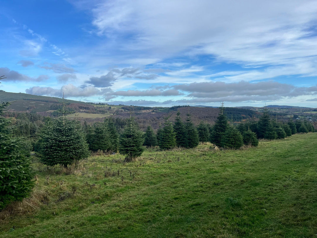 Nordman Wicklow Christmas Trees