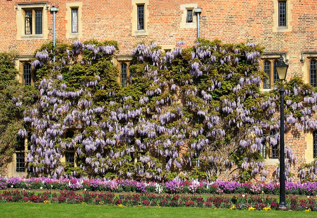 Deciduous Climbers