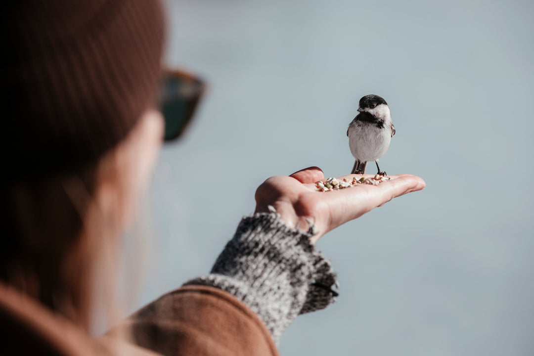 Bird Care & Wildlife