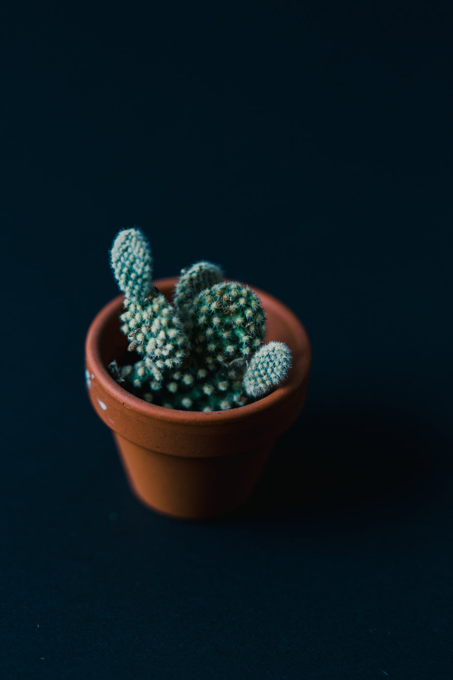 Cacti & Succulents