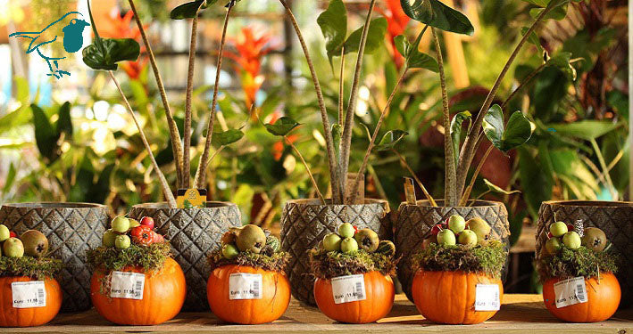 Autumn Wreath and Garlands