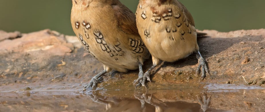 Birdbath