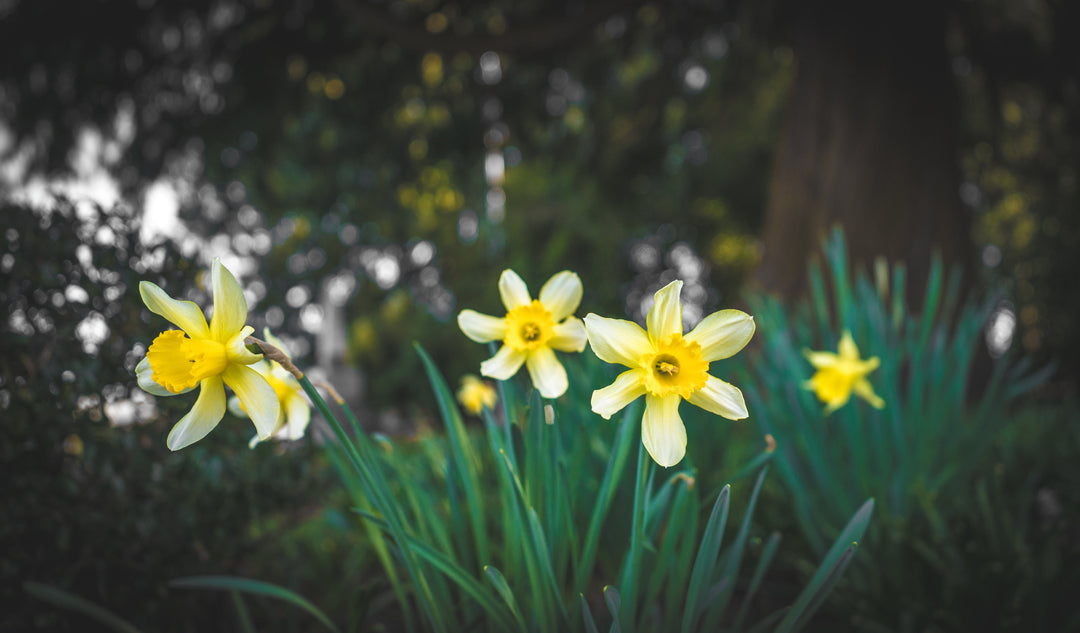 Spring Bulbs Collection