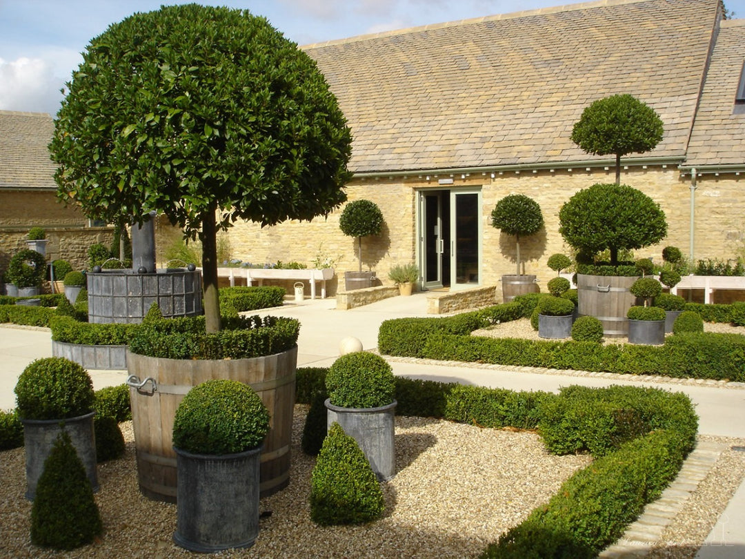 Buxus