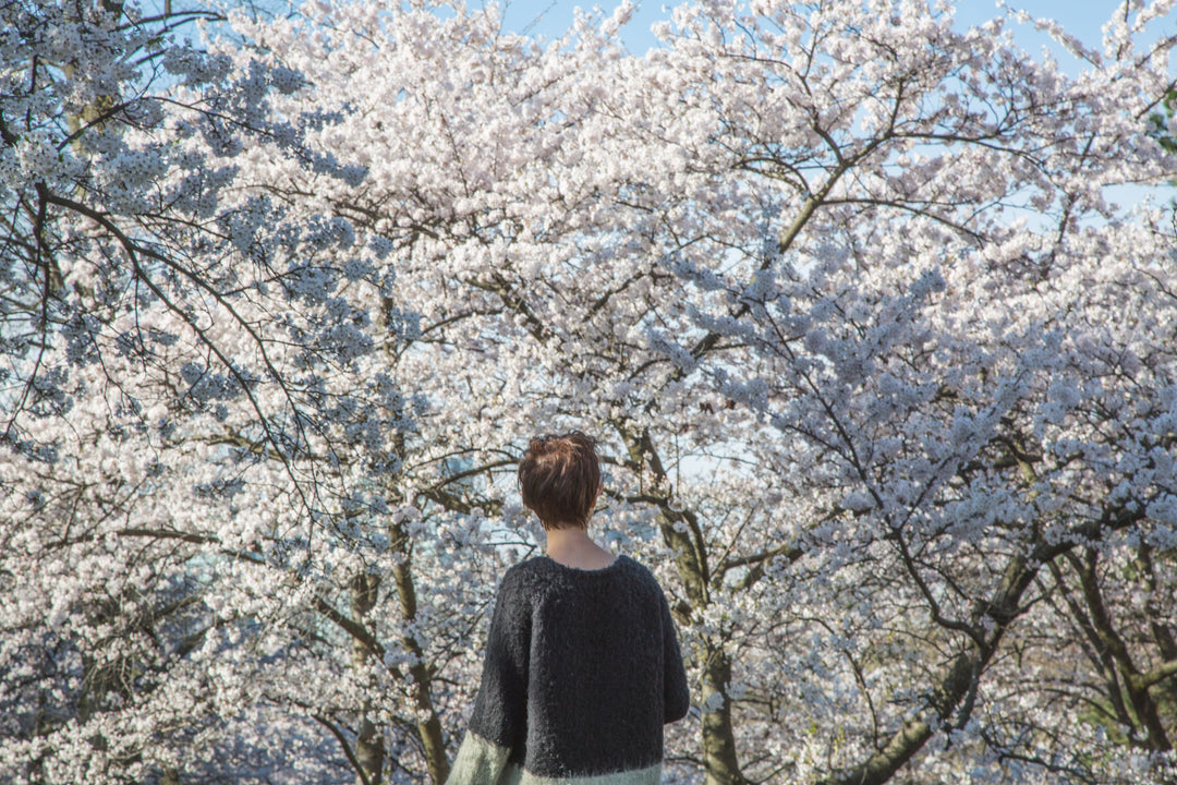 Cherry Blossom trees