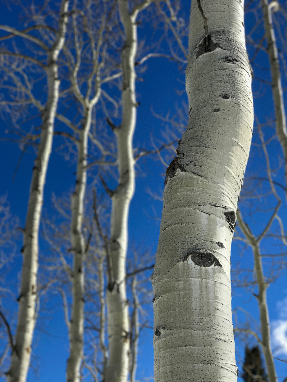 Birch Trees