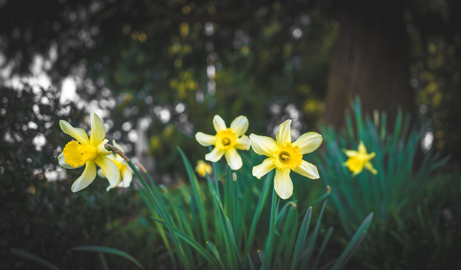 Daffodils