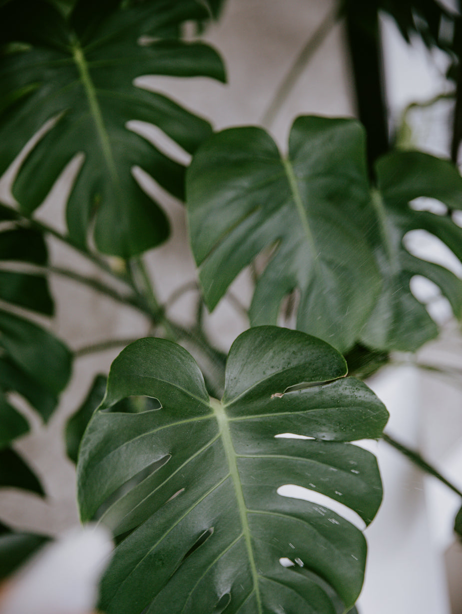 Foliage Plants