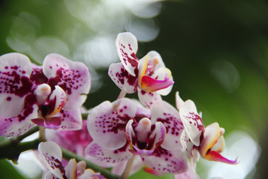 Indoor Flowering Bulbs