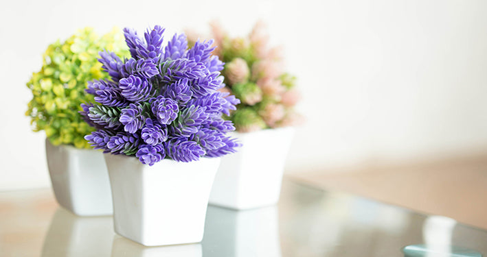 Flowering Plants