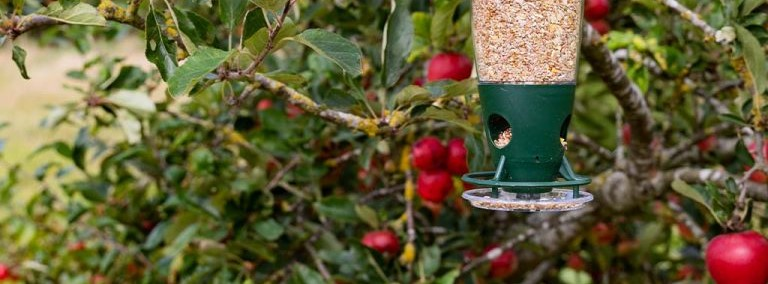 Bird Feeder