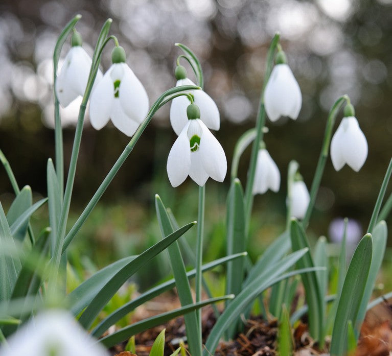 Snowdrops