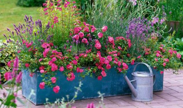 Summer Planters & Hanging Baskets