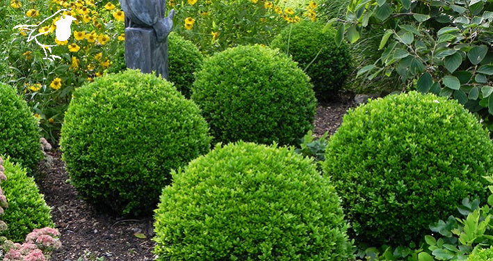 Topiary (shaped shrubs)