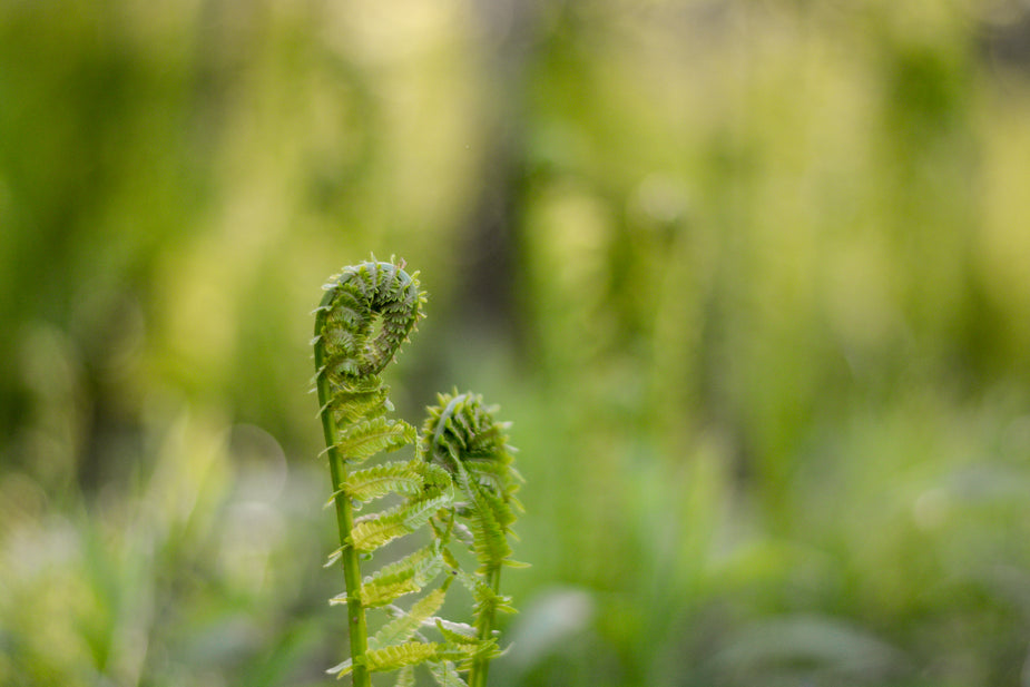 Tree Ferns