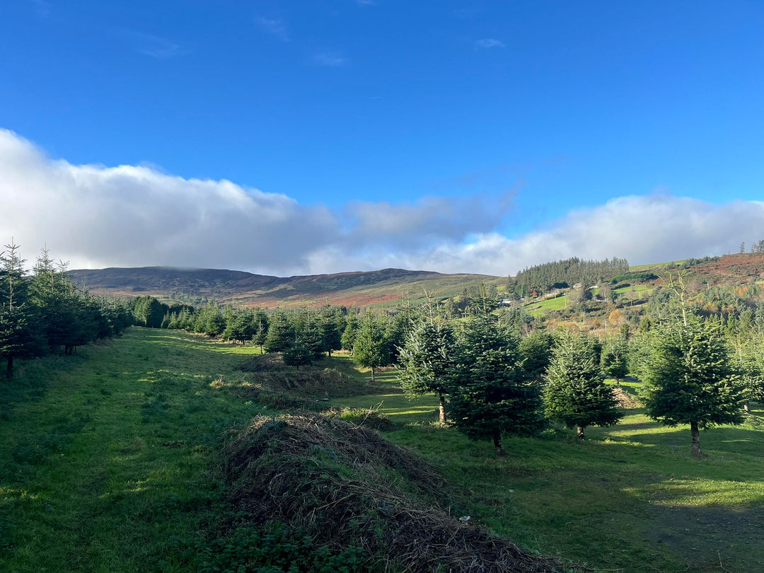 Fraser Fir Wicklow Christmas Tree